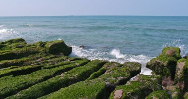 Güzel Laomei yeşil resif