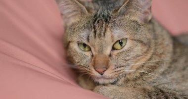 Yerli kedi evde yakın çekim