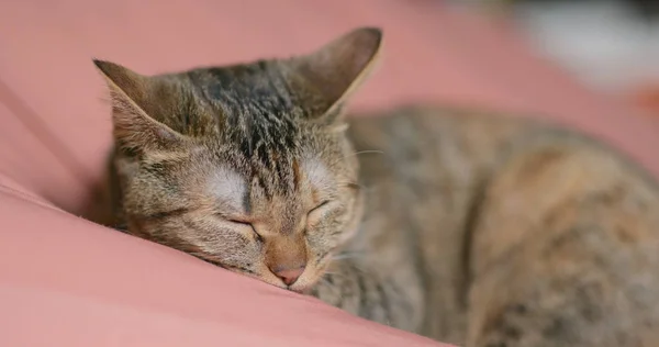 Niedliche Katze Liegt Auf Dem Bett Und Schläft — Stockfoto