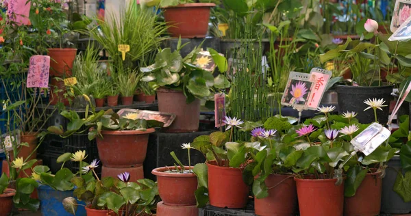 Taipei Taiwan May 2018 Jianguo Holiday Flower Market — Stock Photo, Image