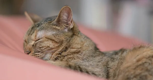 ベッドの上で眠っているかわいい素敵な猫 — ストック写真