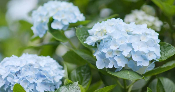 Beautiful Hydrangea Flower Field — Stock Photo, Image