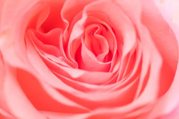 Rosa Rose Textur Aus Nächster Nähe — Stockfoto