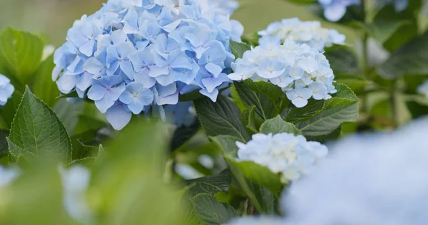 Hydrangea Granja Flores Cerca — Foto de Stock