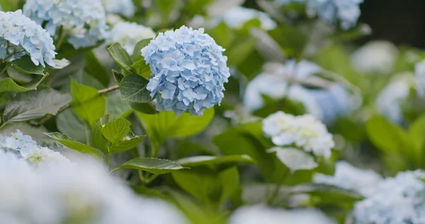 Hortênsia Fazenda Flores Perto — Fotografia de Stock