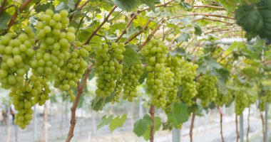 Taze yeşil üzüm Çiftlik Bahçe