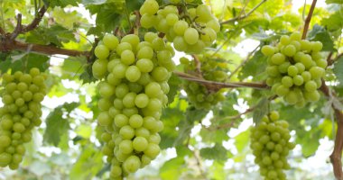 Taze üzüm Çiftlik Bahçe