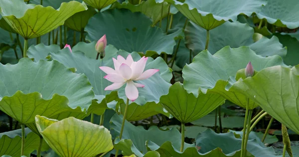 Pink Lotus Flowers Water Pond — Stock Photo, Image