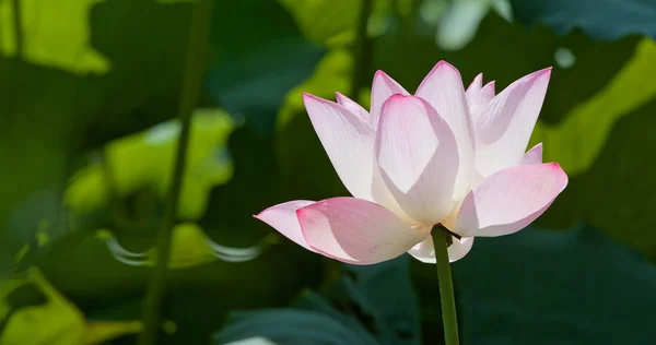 Pink Lotus Flowers Water Pond — Stock Photo, Image