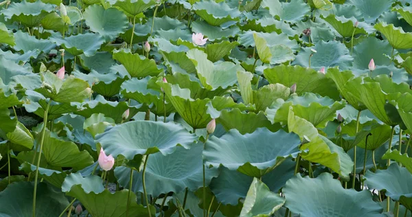 Fleurs Lotus Dans Étang Eau — Photo