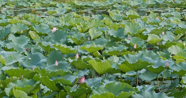 Fleurs Lotus Dans Étang Lac — Photo