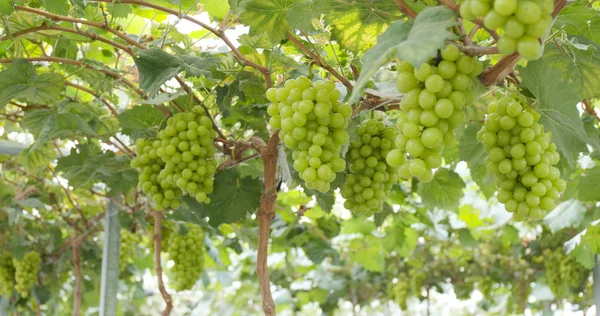 Fresh Green Grape Farm — Stock Photo, Image