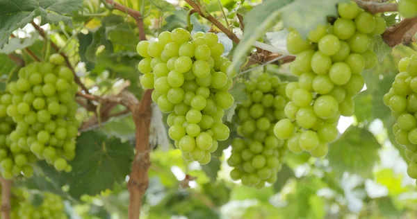 Свежий Зеленый Виноград — стоковое фото