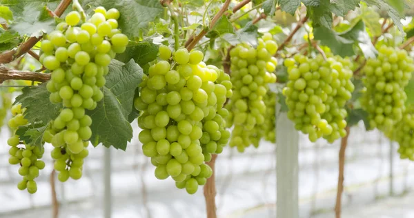 Свежий Зеленый Виноград — стоковое фото