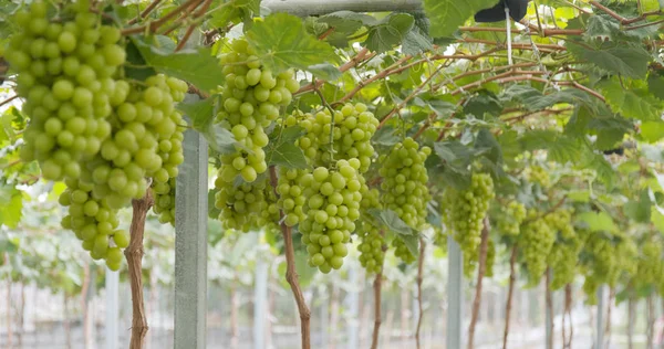 Frische Grüne Trauben — Stockfoto