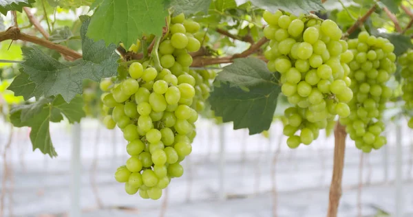 Зеленый Виноградник — стоковое фото