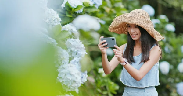 Junge Frau Fotografiert Hortensiengarten — Stockfoto