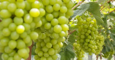 Yeşil üzüm meadow çiftliği