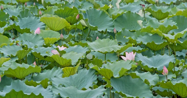 Flores Loto Rosa Estanque — Foto de Stock