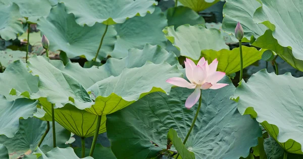 Flores Loto Rosa Jardín — Foto de Stock