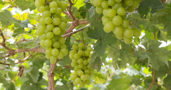 Свежий зеленый виноград
