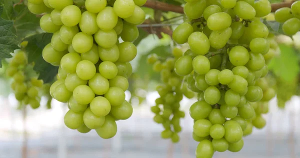 Frische Grüne Trauben Bauerngarten — Stockfoto