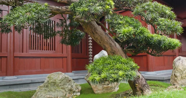 Beautiful Empty Chinese Garden — Stock Photo, Image