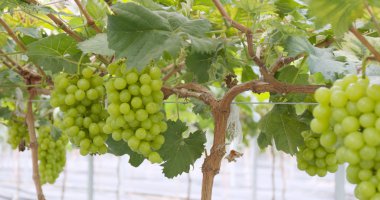 Taze yeşil üzüm çiftlik