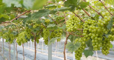 Taze üzüm Çiftlik Bahçe