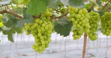 Taze yeşil üzüm Çiftlik Bahçe