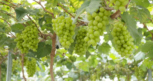 Granja Uva Verde Fresca — Foto de Stock