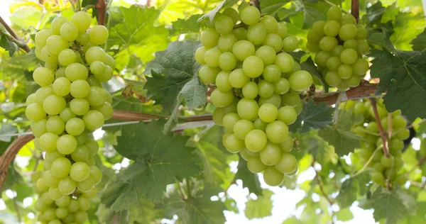 Verse Groene Druif Boerderij — Stockfoto