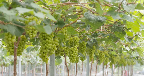 Frische Grüne Trauben — Stockfoto