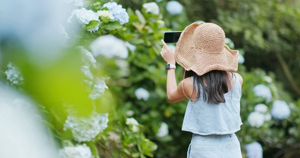 妇女在绣球花农场拍照 — 图库照片