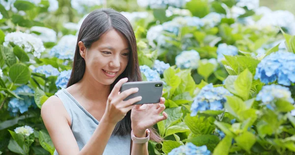 stock image Young Woman taking photo on Hydrangea flower garden