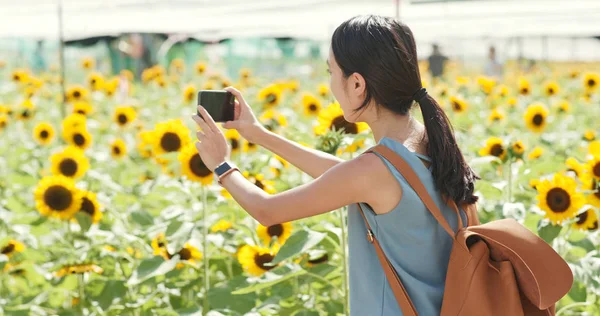 Wanita Mengambil Foto Peternakan Bunga Matahari — Stok Foto