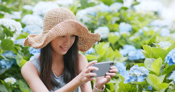 Frau Fotografiert Hortensienblüten Hortensienfarm — Stockfoto