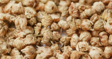 Tıp kuru krizantem yakın çekim