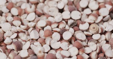 Çin Gordon euryale tohumları