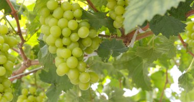 Gruptaki Yeşil taze üzüm