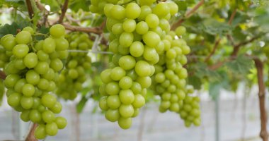 Taze yeşil üzüm Bahçe