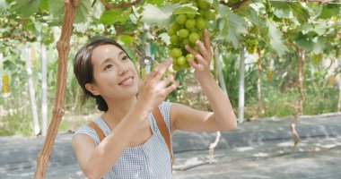 Kadın Olgun yeşil üzüm çiftlikte bulma