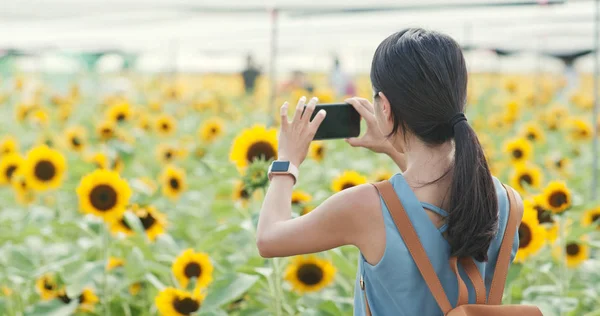 Wanita Mengambil Foto Ladang Bunga Matahari — Stok Foto