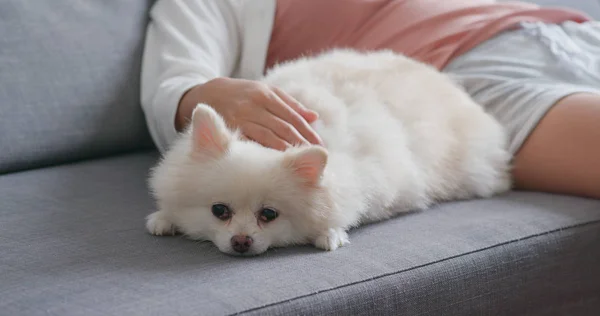Propietario Mascotas Tocando Perro Blanco Pomerania Sentado Sofá — Foto de Stock