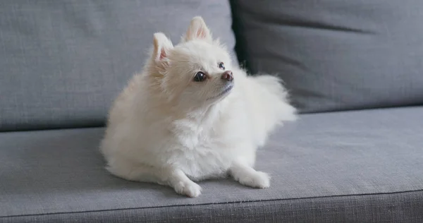 ソファの上の白いポメラニアン犬 — ストック写真