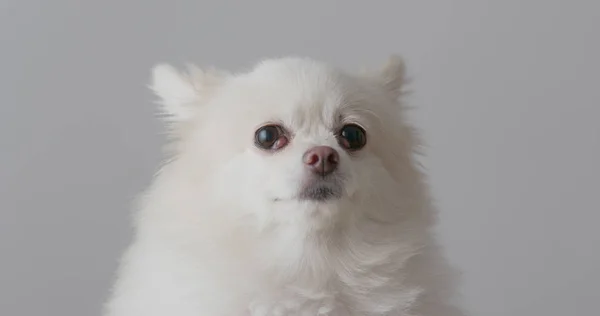 White Pomeranian Dog Face — Stock Photo, Image