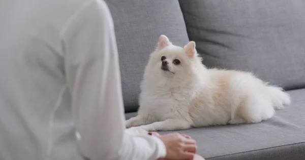 Tierbesitzerin Trainiert Ihren Pommerschen Hund — Stockfoto