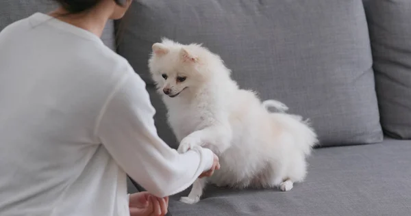 Pemilik Hewan Melatih Anjing Pomeranian Putihnya Rumah — Stok Foto
