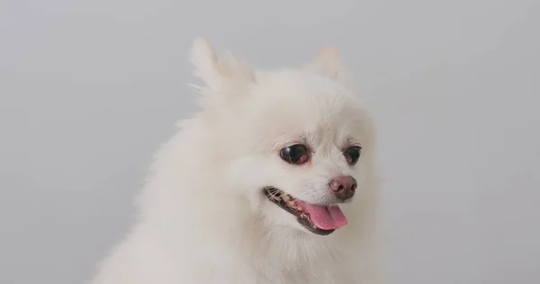Rosto Cão Branco Pomerano — Fotografia de Stock
