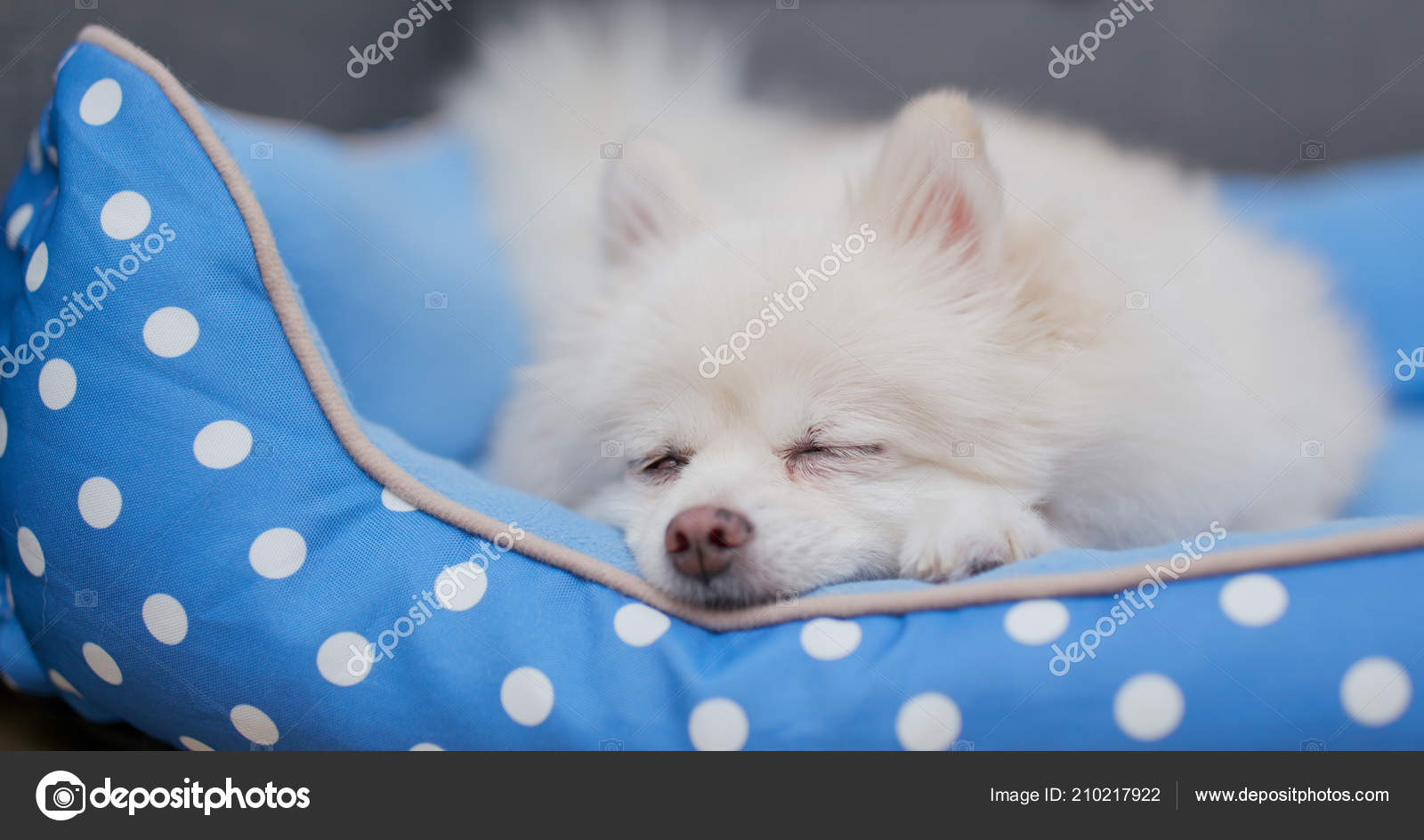 Pomeranian Dog Sleeping Bed Stock Photo By C Leungchopan Pomeranian Dog Sleeping Bed Stock Photo By C Leungchopan